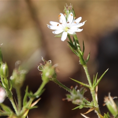 Stellaria pungens (Prickly Starwort) at Watson, ACT - 8 Nov 2014 by Jennybach