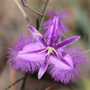 Thysanotus tuberosus (Common Fringe-lily) at Hackett, ACT by Jennybach