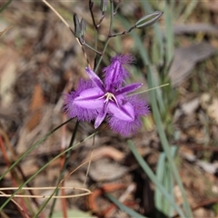 Thysanotus tuberosus at Hackett, ACT - 9 Nov 2014 09:42 AM