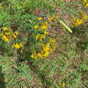 Hypericum perforatum at Deakin, ACT - 1 Dec 2024