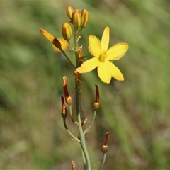 Bulbine bulbosa (Golden Lily, Bulbine Lily) at Watson, ACT - 8 Nov 2014 by Jennybach