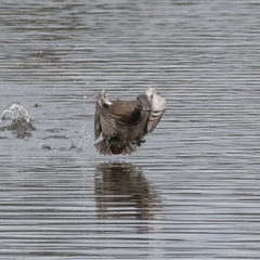 Stictonetta naevosa (Freckled Duck) at Fyshwick, ACT - 30 Nov 2024 by rawshorty