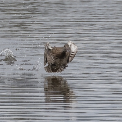 Stictonetta naevosa (Freckled Duck) at Fyshwick, ACT - 1 Dec 2024 by rawshorty