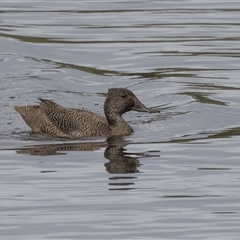 Stictonetta naevosa at Fyshwick, ACT - 1 Dec 2024