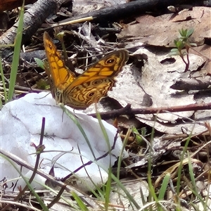 Geitoneura acantha (Ringed Xenica) at Bungendore, NSW by clarehoneydove