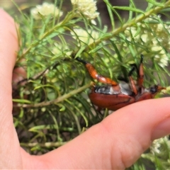 Anoplognathus montanus (Montane Christmas beetle) at Bungendore, NSW - 1 Dec 2024 by clarehoneydove