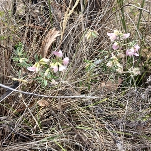 Lotus australis at Watson, ACT - suppressed