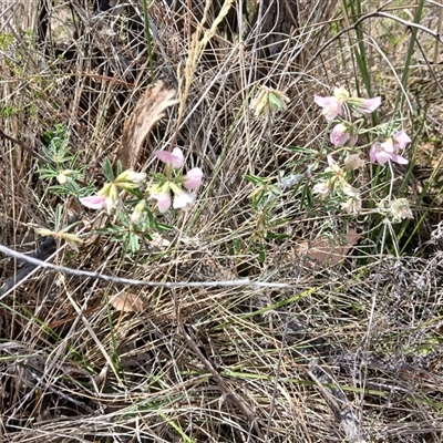 Lotus australis (Austral Trefoil) at Watson, ACT - 25 Nov 2024 by MPW