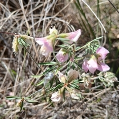 Lotus australis at Watson, ACT - suppressed