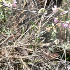 Lotus australis at Watson, ACT - suppressed