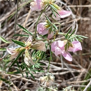 Lotus australis at Watson, ACT - suppressed