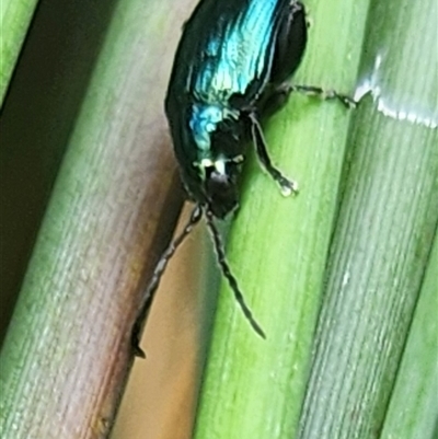 Arsipoda chrysis (Flea beetle) at Gundaroo, NSW - 1 Dec 2024 by Gunyijan