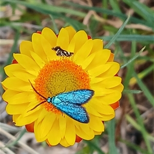 Pollanisus (genus) (A Forester Moth) at Watson, ACT by MPW