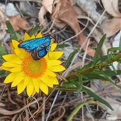 Pollanisus (genus) at Watson, ACT - 4 Nov 2024