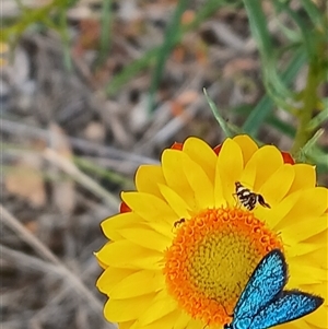 Pollanisus (genus) at Watson, ACT - 4 Nov 2024