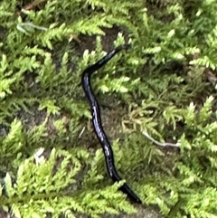 Platyhelminthes (phylum) (Unidentified flatworm) at Kangaroo Valley, NSW - 1 Dec 2024 by lbradley