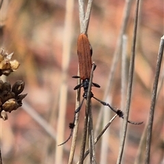 Tropis paradoxa (Longicorn beetle) at Bungendore, NSW - 30 Nov 2024 by clarehoneydove