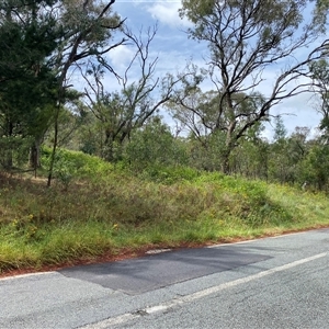 Hypericum perforatum at Red Hill, ACT - 1 Dec 2024