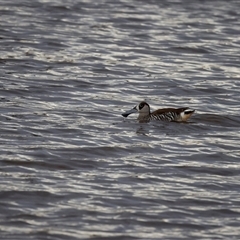 Malacorhynchus membranaceus (Pink-eared Duck) at Throsby, ACT - 1 Dec 2024 by pixelnips