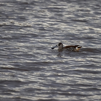 Malacorhynchus membranaceus (Pink-eared Duck) at Throsby, ACT - 1 Dec 2024 by pixelnips