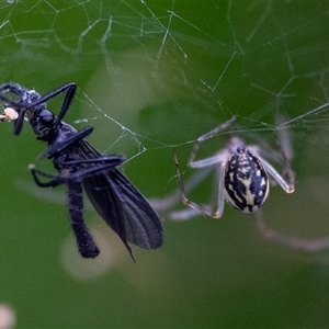 Parasteatoda sp. (genus) (A comb-footed spider) at Acton, ACT by Jek