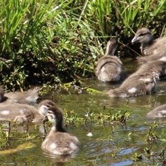 Chenonetta jubata (Australian Wood Duck) at Hackett, ACT - 9 Nov 2014 by Jennybach
