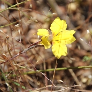 Goodenia hederacea subsp. hederacea at Watson, ACT - 9 Nov 2014 09:46 AM