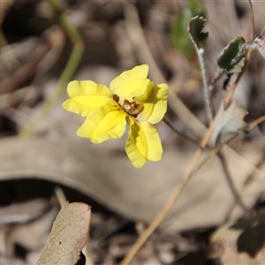 Goodenia hederacea subsp. hederacea at Watson, ACT - 9 Nov 2014 09:46 AM