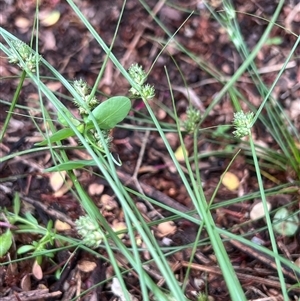 Carex inversa (Knob Sedge) at Higgins, ACT by Untidy