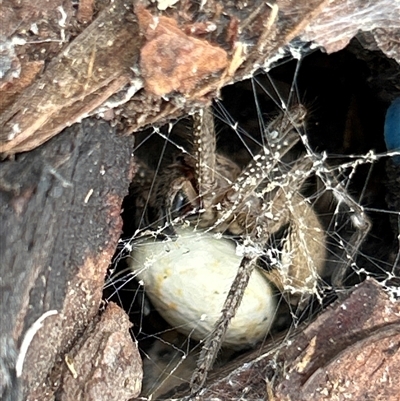 Neosparassus calligaster (Beautiful Badge Huntsman) at Gilmore, ACT - 1 Dec 2024 by Melmo