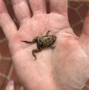 Crinia signifera (Common Eastern Froglet) at Gilmore, ACT by Melmo