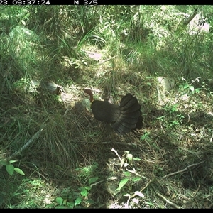 Alectura lathami (Australian Brush-turkey) at Pipeclay, NSW by MVM