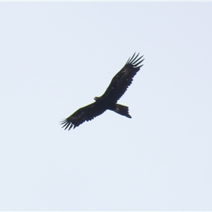 Aquila audax at Hume, ACT - 1 Dec 2024 12:49 PM