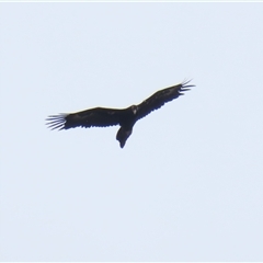 Aquila audax at Hume, ACT - 1 Dec 2024 12:49 PM