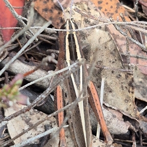 Apotropis tricarinata at Bungendore, NSW - 1 Dec 2024