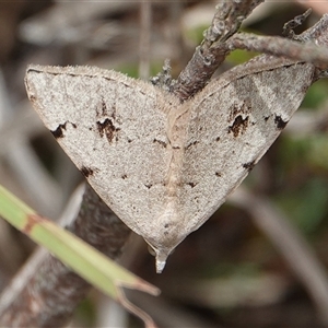 Dichromodes estigmaria (Pale Grey Heath Moth) at Hall, ACT by Anna123