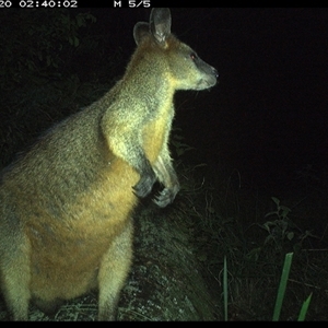 Wallabia bicolor (Swamp Wallaby) at Pipeclay, NSW by MVM