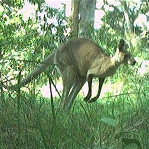 Macropus giganteus (Eastern Grey Kangaroo) at Pipeclay, NSW by MVM