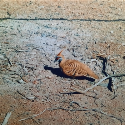 Geophaps plumifera (Spinifex Pigeon) at Davenport, NT - 27 Jul 2001 by MB