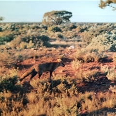 Vulpes vulpes (Red Fox) at Coondambo, SA - 8 Jul 2001 by MB