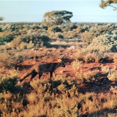 Vulpes vulpes (Red Fox) at Coondambo, SA - 8 Jul 2001 by MB