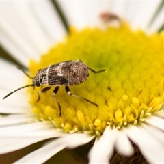 Nysius vinitor (Rutherglen bug) at Evatt, ACT - 1 Dec 2024 by Thurstan