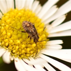 Nysius vinitor at Evatt, ACT - 1 Dec 2024 01:49 PM