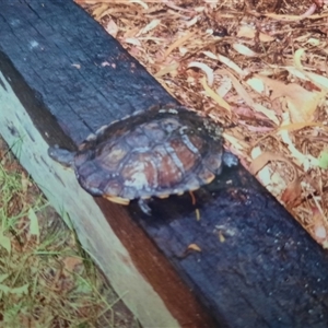 Chelodina longicollis (Eastern Long-necked Turtle) at Richardson, ACT by MB