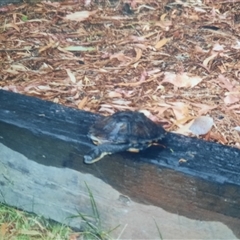 Chelodina longicollis at Richardson, ACT - 5 Jan 2000