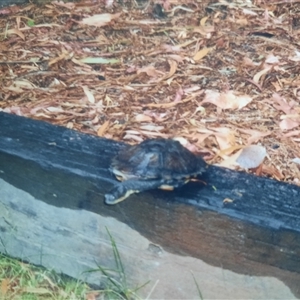 Chelodina longicollis at Richardson, ACT - 5 Jan 2000