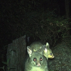 Trichosurus vulpecula (Common Brushtail Possum) at Pipeclay, NSW - 27 Oct 2024 by MVM