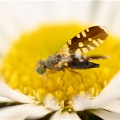 Spathulina acroleuca (A seed fly) at Evatt, ACT - 1 Dec 2024 by Thurstan