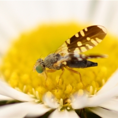 Spathulina acroleuca (A seed fly) at Evatt, ACT - 1 Dec 2024 by Thurstan