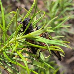 Yoyetta sp. (genus) (Firetail or Ambertail Cicada) at Bungendore, NSW - 1 Dec 2024 by clarehoneydove